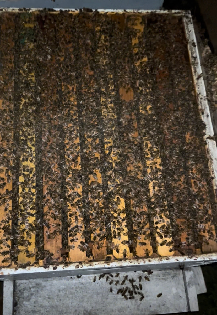 Single Colony – $350 Total
