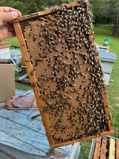 Frames of brood