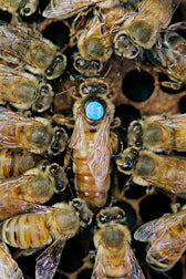 Queen bee