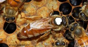 Queen bee
